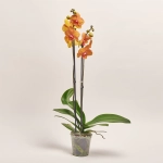 Зображення товару Фаленопсис 2ст. мікс, артикул: 18519