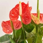 Зображення товару Антуріум Мадурал, артикул: 18129