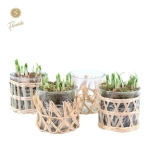 Зображення товару Нарцис Тет-а-Тет у склі, артикул: 56675