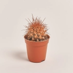 Зображення товару Ехінокактус Рейнбов новорічний мікс, артикул: 53322