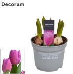 Зображення товару Тюльпан Марейн, артикул: 56226