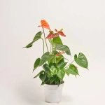 Зображення товару Антуріум Оранж Чемпіон, артикул: 2243