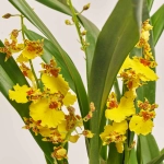 Зображення товару Онцидіум 3ст. жовтий, артикул: 54054
