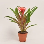 Зображення товару Гузманія Ліббі, артикул: 54366