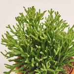 Зображення товару Рипсаліс мікс у глин. горщику, артикул: 51627