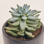 Зображення товару Сукулент мікс в кер., артикул: 46317