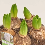 Зображення товару Гіацинт мікс, артикул: 53274