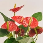 Зображення товару Антуріум Даймонд Ред, артикул: 26733