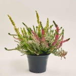 Зображення товару Калуна триколор, артикул: 52472