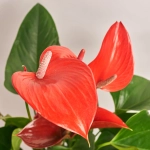 Зображення товару Антуріум Мелодія Ібіс, артикул: 56036