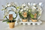 Зображення товару Фаленопсис каскад 2ст. білий, артикул: 53204