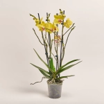 Зображення товару Фаленопсис "Лаймлайт" 3ст., артикул: 53458