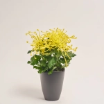 Зображення товару Хризантема Файерворкс жовта в кер., артикул: 55614