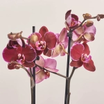 Зображення товару Фаленопсис 2ст. мікс, артикул: 19290