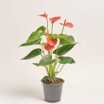 Зображення товару Антуріум Світ Дрім, артикул: 37417