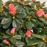 Зображення товару Азалія мікс, артикул: 54060