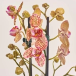 Зображення товару Фаленопсис 2ст. мікс, артикул: 25844