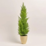 Зображення товару Кипарис та Кашпо Сет 118, артикул: 53724