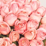 Зображення товару Букет 51 Рожева Піоновидна Троянда F832, артикул: 56422