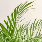 Зображення товару Дипсіс Лутесценс, артикул: 38523