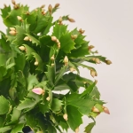 Зображення товару Шлюмбергера мікс, артикул: 42617