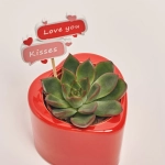 Зображення товару Сукулент мікс "Серце", артикул: 55439