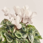 Зображення товару Цикламен Супер Рембренд мікс, артикул: 51018