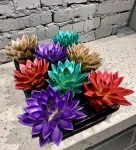 Зображення товару Ехеверія Міранда фарб. мікс, артикул: 11497