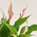 Зображення товару Антуріум Лілі, артикул: 43427