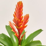 Зображення товару Врієзія та Кашпо Сет 212, артикул: 46281