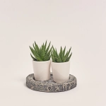 Зображення товару Хавортія "Дабл" мікс в кер., артикул: 54827