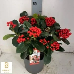 Зображення товару Скімія Японіка Вітчі, артикул: 54176