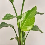 Зображення товару Стреліція Ніколай, артикул: 53123