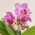 Зображення товару Фаленопсис мультифлора 1ст. мікс, артикул: 53125