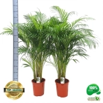 Зображення товару Дипсіс Лутесценс, артикул: 57507