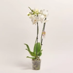 Зображення товару Фаленопсис 2ст. мікс, артикул: 18519