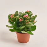 Зображення товару Каланхоє мікс, артикул: 18511