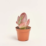 Зображення товару Каланхоє Турсіфлора, артикул: 56759