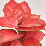 Зображення товару Аглаонема Ред Валентайн та Кашпо Сет 520, артикул: 55084