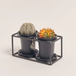 Зображення товару Кактус Дуо "Дизайн Флейм" в метал. рамці, артикул: 54951