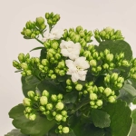 Зображення товару Каланхоє мікс, артикул: 1246