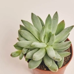 Зображення товару Ехеверія мікс, артикул: 38516