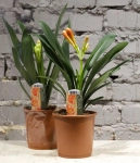 Зображення товару Клівія Мініата, артикул: 1260