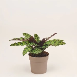 Зображення товару Калатея Ланцифолія, артикул: 52519