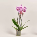 Зображення товару Фаленопсис каскад 2ст. мікс, артикул: 18513