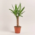 Зображення товару Юкка 1ст., артикул: 54996