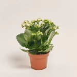 Зображення товару Каланхоє Роял мікс, артикул: 54597