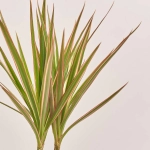 Зображення товару Драцена мікс 1ст., артикул: 53318