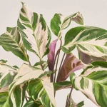 Зображення товару Калатея Ф'южн Вайт, артикул: 54044