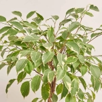 Зображення товару Фікус бе Голден Кінг, артикул: 29329